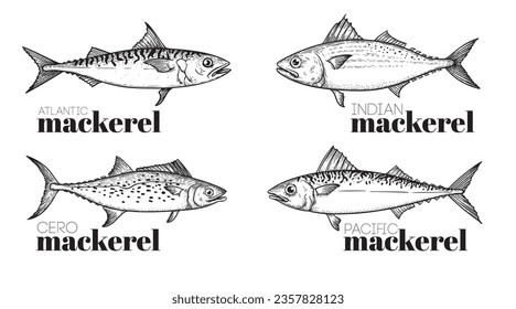 Hand drawn sketch style mackerel set. best for fish restaurant menu, fish and seafood market designs. Vector illustrations on white.