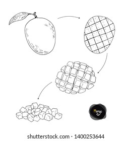 Hand drawn sketch style mango on white background. How to slice mango. Vector illustration. Instruction.