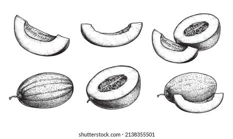 Hand drawn sketch style melon set. Exotic summer fruit. Whole and sliced melon. best for market and package designs. vector illustrations.