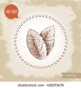 Hand drawn sketch style mint leafs. Healthy herb vector. Peppermint vintage illustration.