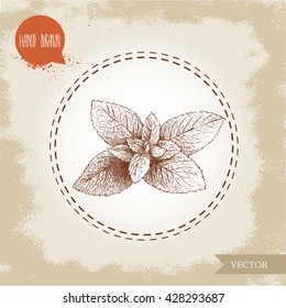 Hand drawn sketch style mint branch. Healthy herb vector illustration. Peppermint leafs.