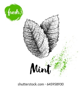 Hand drawn sketch style mint leaves. Healthy herb vector. Peppermint illustration isolated on white background.