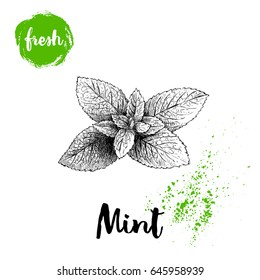 Hand drawn sketch style mint branch. Healthy herb vector illustration. Peppermint fresh leaves isolated on white background.