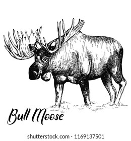 Hand drawn sketch style moose isolated on white background. Vector illustration.