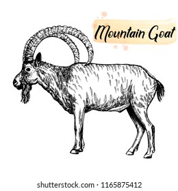 Hand drawn sketch style mountain goat isolated on white background. Vector illustration.