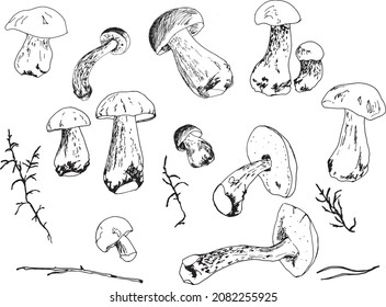 Hand drawn sketch style mushrooms compositions set. Champignon with slices, oysters, chanterelles and porcini mushrooms. Farm fresh food vector illustrations isolated on white background.
