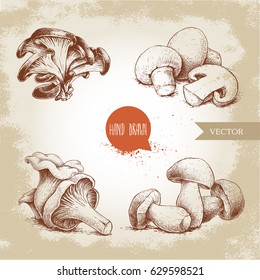 Hand drawn sketch style mushrooms compositions set. Champignon with half, oysters, chanterelles and porcini mushrooms. Organic eco raw food vector illustrations.