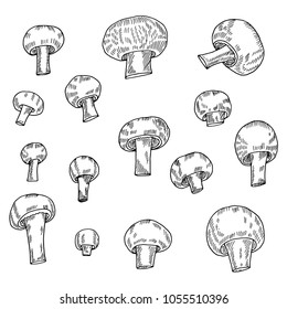 Hand drawn sketch style Mushrooms.Vector illustration 