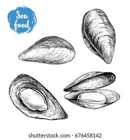 Hand drawn sketch style mussels set. Closed and opened. Sea food and sea animal vector illustration isolated on white background.