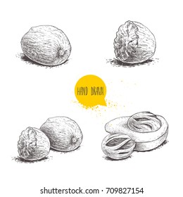 Hand drawn sketch style nutmegs set. Spice and condiment vector illustration isolated on white  background. Dried seeds and fresh mace fruits.