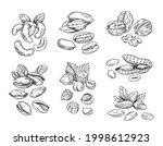 Hand drawn sketch style nuts. Pistachio, almond, walnut, pecan, cashew, hazelnut, macadamia and brazilian nut. Vector doodle illustrations. Black outline isolated