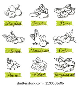 Hand drawn sketch style nuts and seeds set with leaf. Pine nut seeds. Pistachio, almond, walnut, pecan, cashew, hazelnut, macadamia and brazilian nut. Vector doodle illustrations collection isolated.