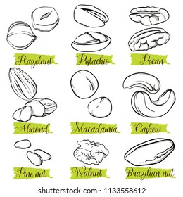 Hand drawn sketch style nuts and seeds set. Pine nut seeds. Pistachio, almond, walnut, pecan, cashew, hazelnut, macadamia and brazilian nut. Nuts, vector doodle illustrations collection isolated.