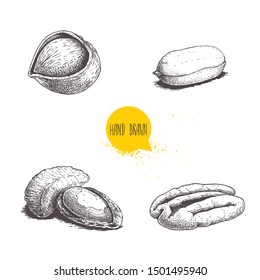 Hand drawn sketch style nuts set. Hazelnut, peanut, Brazilian nut and pecan. Cores and with nutshells. Healthy food illustration. Vector drawings isolated on white background.