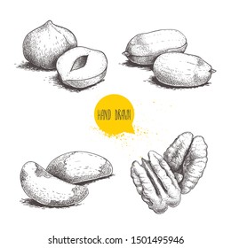 Hand drawn sketch style nuts set. Hazelnuts, peanuts, Brazilian nuts and pecan groups. Healthy food illustration. Vector drawings isolated on white background.