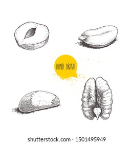 Hand drawn sketch style nuts set. Cores of hazelnut, peanut, Brazilian nut and pecan. Healthy food illustration. Vector drawings isolated on white background.