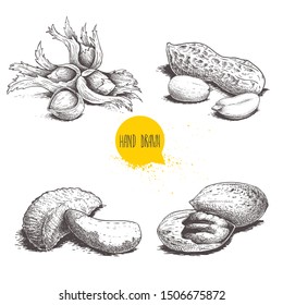 Hand drawn sketch style nuts set. Hazelnuts with leaves, peanuts, Brazilian nuts and pecan groups. Healthy food illustration. Vector drawings isolated on white background.
