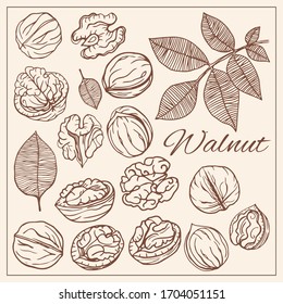 Hand drawn sketch style nuts set. Walnut Vector doodle illustrations collection isolated.