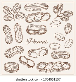 Hand drawn sketch style nuts set Peanut Vector doodle illustrations collection isolated.