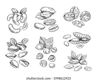 Hand drawn sketch style nuts. Pistachio, almond, walnut, pecan, cashew, hazelnut, macadamia and brazilian nut. Vector doodle illustrations. Black outline isolated