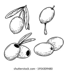 Hand drawn sketch style olives set. Whole and pitted olives. Olive oil symbols. Engrave style vector illustrations collection isolated on white background.