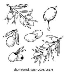 Aceitunas con estilo de boceto dibujado a mano y ramas de olivo. Aceitunas enteras y deshuesadas. Estilo grabado. Lo mejor para los diseños de productos de aceite de oliva. Ilustraciones vectoriales aisladas en blanco.