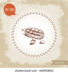 Hand drawn sketch style open cardamom pod with little seeds. Natural herbs and spice on old looking background. Vector coriander illustration.