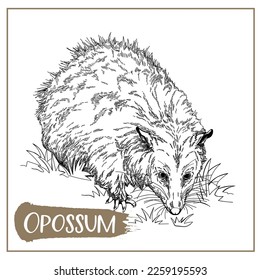 Hand drawn sketch style Opossum isolated on white background. Vector illustration.