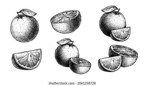 Hand drawn sketch style orange fruit set. Whole, halved and sliced oranges. Best for packaging and menu designs. Vector illustrations.