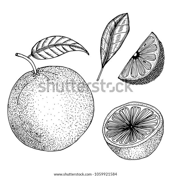 Hand Drawn Sketch Style Orange Fruit Stock Vector (Royalty Free) 530204221