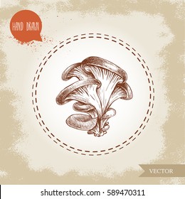 Hand drawn sketch style oyster mushroom bunch. Natural fresh farm food ingredient vector illustration.