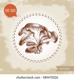 Hand drawn sketch style oyster mushroom bunch. Fresh farm food ingredient vector illustration.