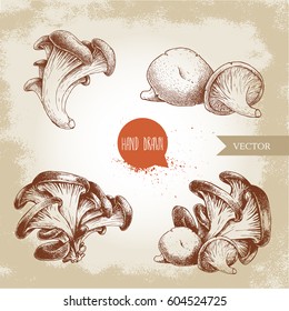 Hand drawn sketch style oyster mushroom bunches set. Fresh farm food vector illustrations collection.