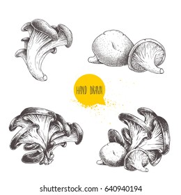 Hand drawn sketch style oyster mushroom set isolated on white background. Fresh forest food vector illustrations collection.