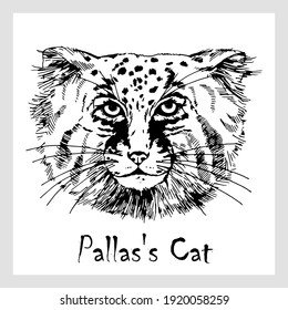 Hand drawn sketch style Pallas's cat isolated on white background. Vector illustration.