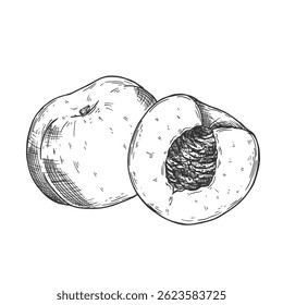 Fruto de pêssego desenhado à mão. Pêssego inteiro maduro e quarto de pêssego. ilustração vetor de frutas frescas da fazenda.