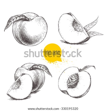 Hand drawn sketch style peach fruit set. Vintage eco food vector illustration. Ripe peach, peach slices. White background