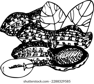 Juego de maníes con estilo de boceto dibujado a mano. Semilla y vaina de cacahuete. Ilustración vectorial aislada en fondo blanco.
