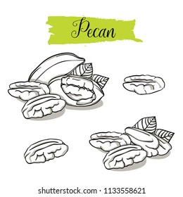 Hand drawn sketch style Pecan set. Single, group seeds, pecan in nutshells group. Organic nut, vector doodle illustrations collection isolated on white background.