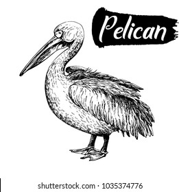 Hand drawn sketch style pelican. Vector illustration isolated on white background.