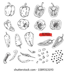 Hand drawn sketch style pepper set. Bell pepper, chilli, peas, cayenne pepper, chopped pepper. Vector illustration. 