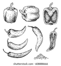 Hand drawn sketch style pepper. Eco food farm fresh. Vector organic food vintage illustration.