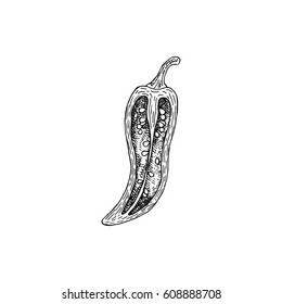 Hand drawn sketch style pepper. Eco food farm fresh. Vector organic food vintage illustration.