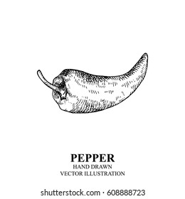 Hand drawn sketch style pepper. Eco food farm fresh. Vector organic food vintage illustration.