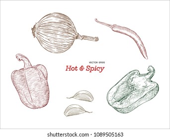 Hand drawn sketch style peppers set .Chili pepper, paprika, onion , Garlic. Vector illustration.