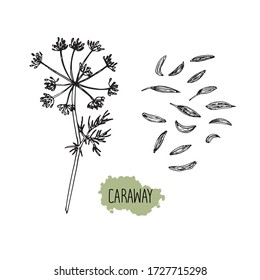 Hand drawn sketch style persian cumin. Caraway. Vector illustration. 