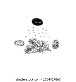 Hand drawn sketch style pine nut set. Vector illustration. 