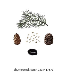 Hand drawn sketch style pine nut set. Color illustration. 