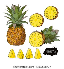 Hand drawn sketch style pineapple set. Half and cut pineapple. Color illustration. 