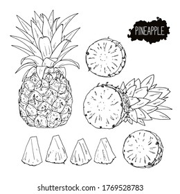 Hand drawn sketch style pineapple set. Half and cut pineapple. Vector  illustration. 